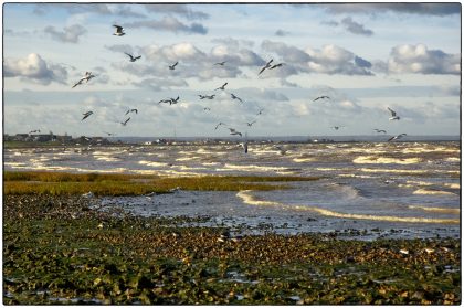 Gerry Atkinson - Whitstable Cards