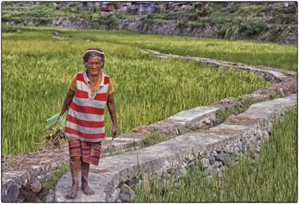 Collecting vegetables, Philippines - Gerry Atkinson