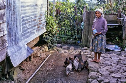 Feeding the hens, Philippines - Gerry Atkinson