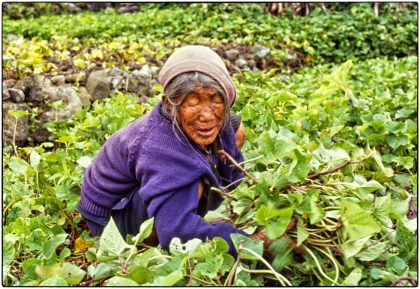 Blind woman picking camote, Philippines - Gerry Atkinson