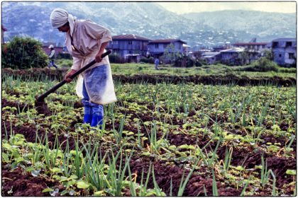 Vegetables for Mcdonald's Philippines - Gerry Atkinson