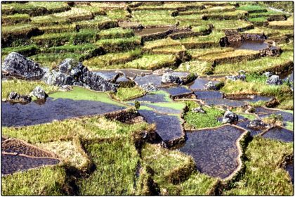 Rice Terraces, Philippines - Gerry Atkinson