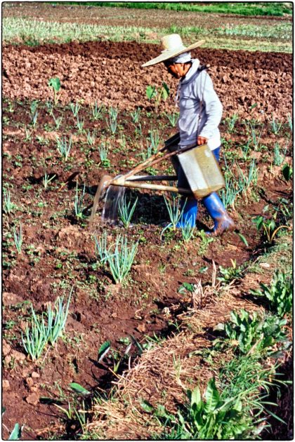 Watering crops, Philippines - Gerry Atkinson