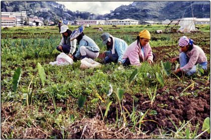 Vegetables for Mcdonald's, Philippines - Gerry Atkinson