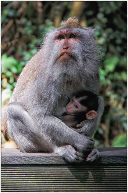 Sacred Monkey Forest Sanctuary at Padangtegal - Gerry Atkinson