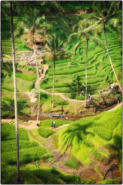 Tegalalang Rice Terrace - Gerry Atkinson