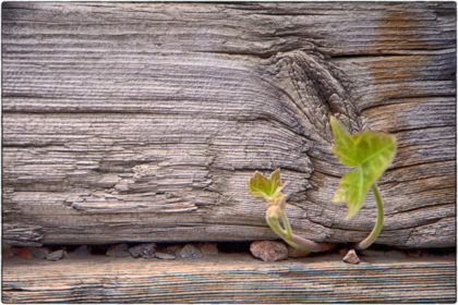 Slow Walk Textures- Gerry Atkinson