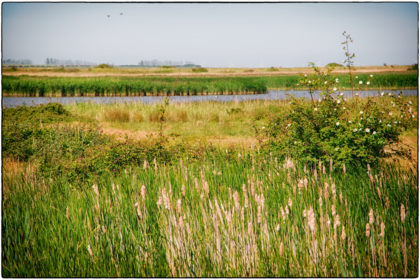 Oare Marshes Nature Reserve -  Gerry Atkinson