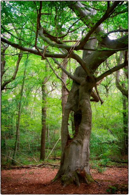 Blean Woods -  Gerry Atkinson