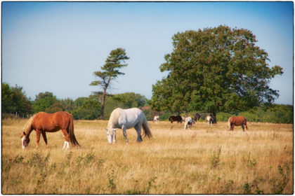 Ringlestone Walk -  Gerry Atkinson