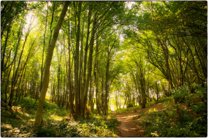 Woodland Walk- Gerry Atkinson