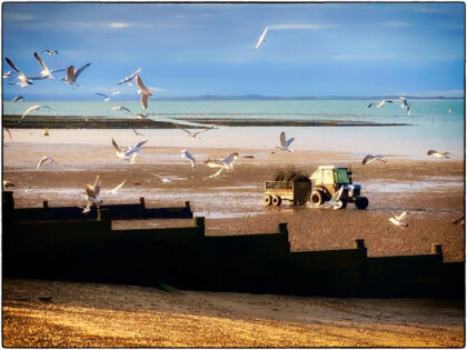 Whitstable Seagulls- Gerry Atkinson