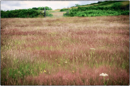 Colourful Field - Gerry Atkinson