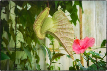 Kew Royal Botanic Gardens-  Gerry Atkinson 