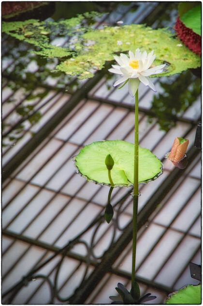 Kew Royal Botanic Gardens-  Gerry Atkinson 