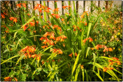 Guerilla Gardening Whitstable - Gerry Atkinson