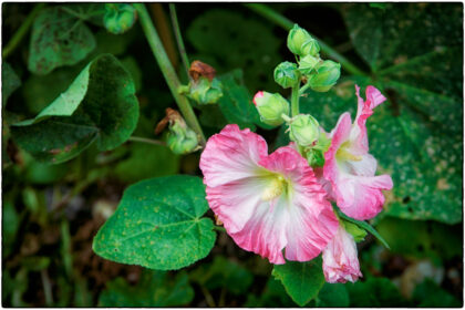 Guerilla Gardening Whitstable - Gerry Atkinson