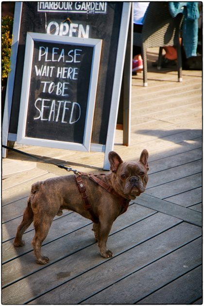 Dog in Harbour Restaurant Queue- Gerry Atkinson