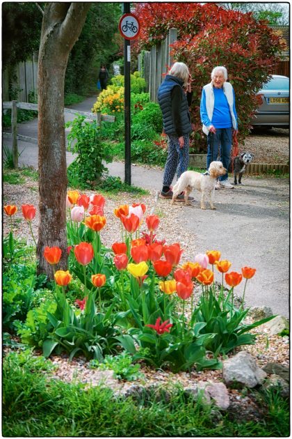 Alexandra Road Tulips- Gerry Atkinson
