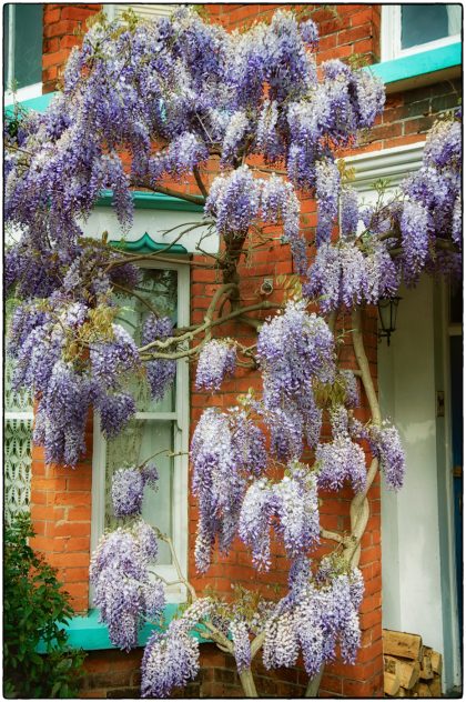 Colourful Wisteria - Gerry Atkinson