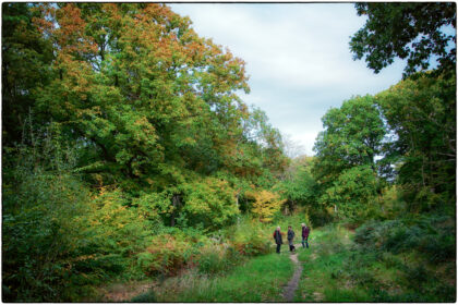 Blean Woods- Gerry Atkinson