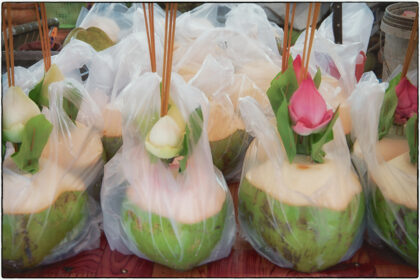 Orchids in Coconuts- Cambodia.