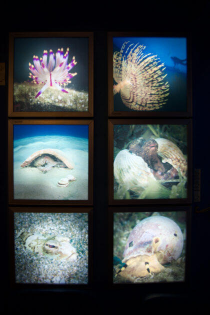 Kini Aquarium -  Gerry Atkinson