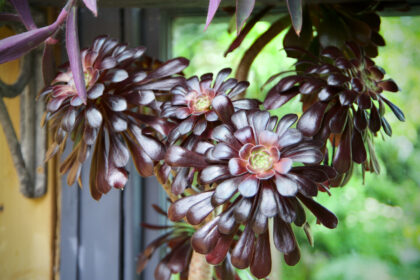 Kent Open Gardens-Gerry Atkinson