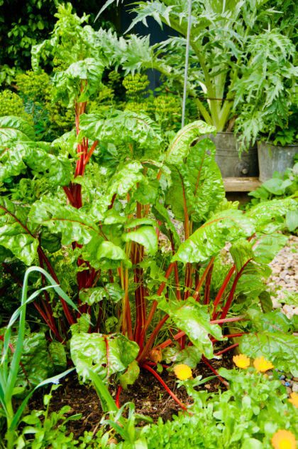 Kent Open Gardens-Gerry Atkinson