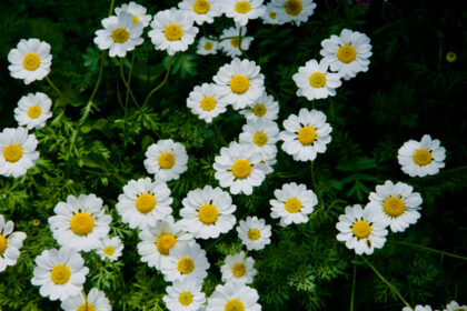 Kent Open Gardens-Gerry Atkinson