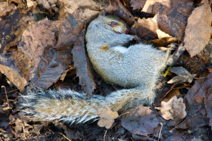 Frozen Squirrel-Gerry Atkinson