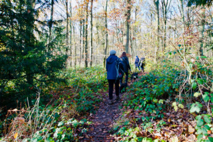 Kent woodland walk- Gerry Atkinson