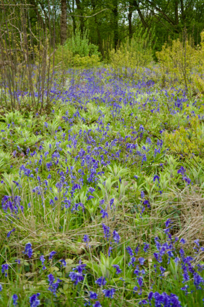 Walk in woods near Doddington- Gerry Atkinson