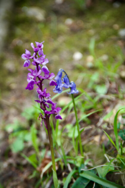 Walk in woods near Doddington- Gerry Atkinson