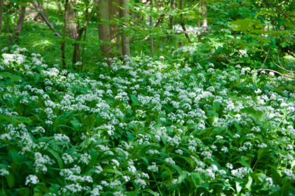Wild Garlic in woods near Sheldwich - Gerry Atkinson